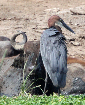 BIRD - HERON - GOLIATH HERON - QUEEN ELIZABETH NATIONAL PARK UGANDA (2).JPG