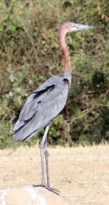 BIRD - HERON - GOLIATH HERON - QUEEN ELIZABETH NP UGANDA (8).JPG