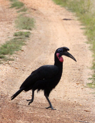 BIRD - HORNBILL - ABYSSINIAN GROUND HORNBILL - MURCHISON FALLS NATIONAL PARK UGANDA (16).JPG