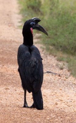 BIRD - HORNBILL - ABYSSINIAN GROUND HORNBILL - MURCHISON FALLS NATIONAL PARK UGANDA (18).JPG