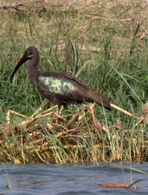 BIRD - IBIS - HADADA IBIS - QUEEN ELIZABETH NATIONAL PARK UGANDA (1).JPG