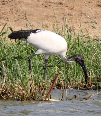 BIRD - IBIS - SACRED IBIS - QUEEN ELIZABETH NP UGANDA (2).JPG