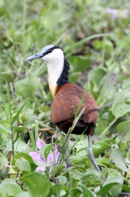 BIRD - JACANA - AFRICAN JACANA - MURCHISON FALLS NATIONAL PARK UGANDA (3).JPG