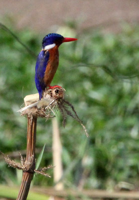 BIRD - KINGFISHER - MALACHITE KINGFISHER - QUEEN ELIZABETH NATIONAL PARK UGANDA (2).JPG