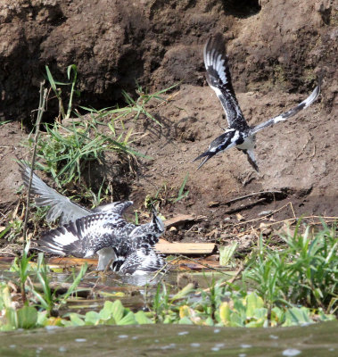 BIRD - KINGFISHER - PIED KINGFISHER - MURCHISON FALLS NP UGANDA (2).JPG