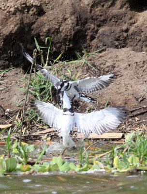 BIRD - KINGFISHER - PIED KINGFISHER - MURCHISON FALLS NP UGANDA (4).JPG