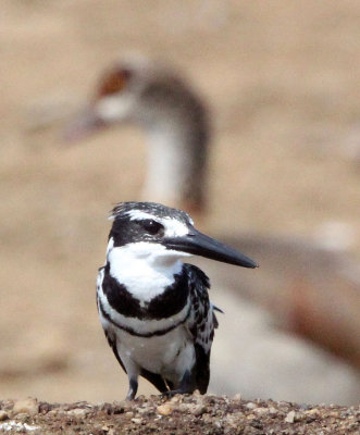 BIRD - KINGFISHER - PIED KINGFISHER - QUEEN ELIZABETH NATIONAL PARK UGANDA (6).JPG