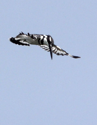 BIRD - KINGFISHER - PIED KINGFISHER - QUEEN ELIZABETH NP UGANDA (2).JPG