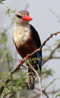 BIRD - KINGFISHER - Grey Headed- MURCHISON FALLS NATIONAL PARK UGANDA (3).JPG