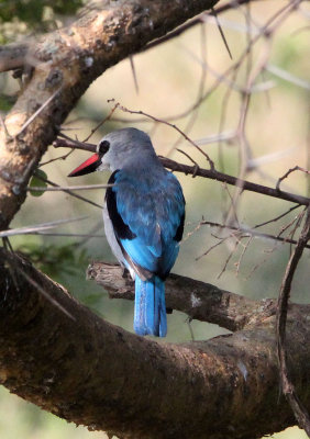 BIRD - KINGFISHER - WOODLAND KINGFISHER - QUEEN ELIZABETH NP UGANDA (3).JPG