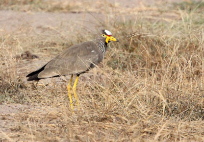 BIRD - LAPWING - AFRICAN WATTLED LAPWING - QUEEN ELIZABETH NP UGANDA (1).JPG