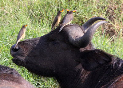 BIRD - OXPECKER - YELLOW-BILLED OXPECKER - QUEEN ELIZABETH NP UGANDA (2).JPG