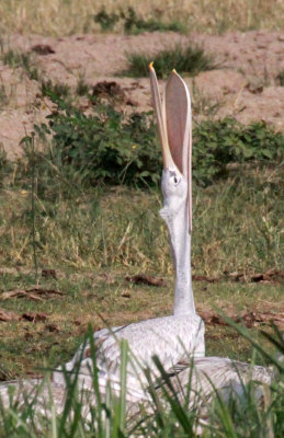BIRD - PELICAN - PINK-BACKED PELICAN - QUEEN ELIZABETH NATIONAL PARK UGANDA (10).JPG