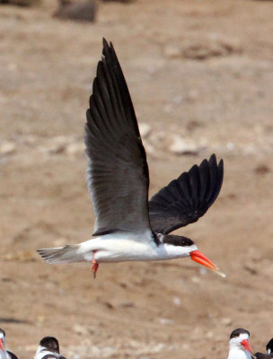 BIRD - SKIMMER - AFRICAN SKIMMER - QUEEN ELIZABETH NATIONAL PARK UGANDA (26).JPG