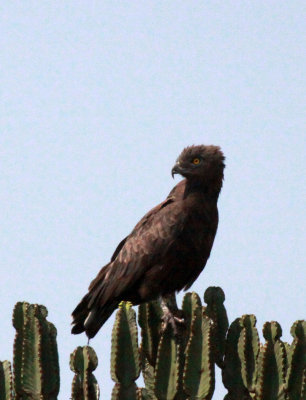 BIRD - SNAKE EAGLE - BROWN SNAKE EAGLE - QUEEN ELIZABETH NATIONAL PARK UGANDA (1).JPG