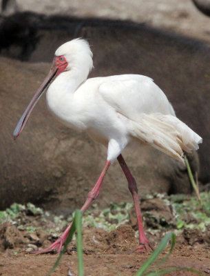 BIRD - SPOONBILL - AFRICAN SPOONBILL - QUEEN ELIZABETH NATIONAL PARK UGANDA (5).JPG