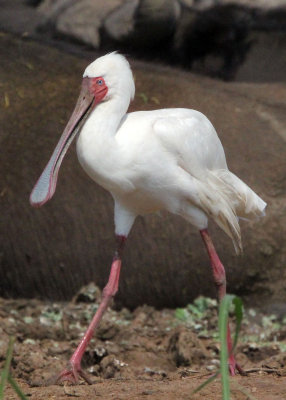 BIRD - SPOONBILL - AFRICAN SPOONBILL - QUEEN ELIZABETH NATIONAL PARK UGANDA (6).JPG
