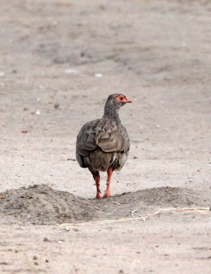 BIRD - SPURFOWL - RED-NECKED SPURFOWL - QUEEN ELIZABETH NP UGANDA (1).JPG