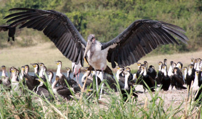 BIRD - STORK - MARABOU STORK - QUEEN ELIZABETH NATIONAL PARK UGANDA (3).JPG