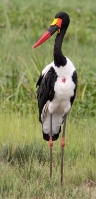 BIRD - STORK - SADDLE-BILLED STORK - MURCHISON FALLS NATIONAL PARK UGANDA (13).JPG