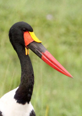 BIRD - STORK - SADDLE-BILLED STORK - MURCHISON FALLS NATIONAL PARK UGANDA (4).JPG