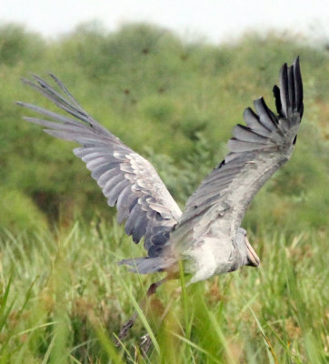 BIRD - STORK - SHOEBILL STORK - MURCHISON FALLS NATIONAL PARK UGANDA (15).JPG