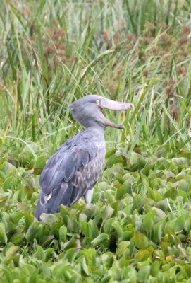 BIRD - STORK - SHOEBILL STORK - MURCHISON FALLS NATIONAL PARK UGANDA (32).JPG