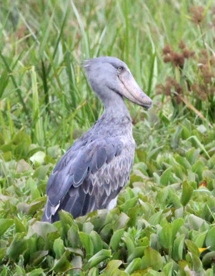 BIRD - STORK - SHOEBILL STORK - MURCHISON FALLS NATIONAL PARK UGANDA (41).JPG