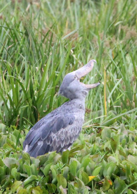 BIRD - STORK - SHOEBILL STORK - MURCHISON FALLS NATIONAL PARK UGANDA (58) - Copy.JPG