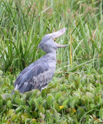 BIRD - STORK - SHOEBILL STORK - MURCHISON FALLS NATIONAL PARK UGANDA (60) - Copy.JPG