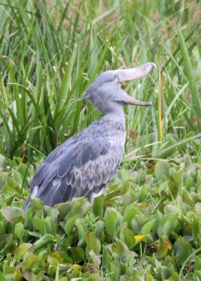 BIRD - STORK - SHOEBILL STORK - MURCHISON FALLS NATIONAL PARK UGANDA (61) - Copy.JPG