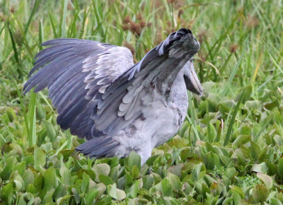 BIRD - STORK - SHOEBILL STORK - MURCHISON FALLS NATIONAL PARK UGANDA (68) - Copy.JPG