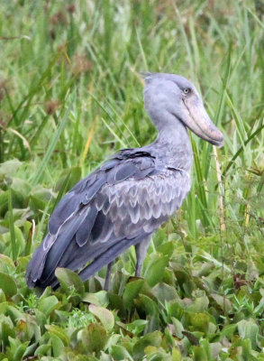 BIRD - STORK - SHOEBILL STORK - MURCHISON FALLS NATIONAL PARK UGANDA (71) - Copy.JPG