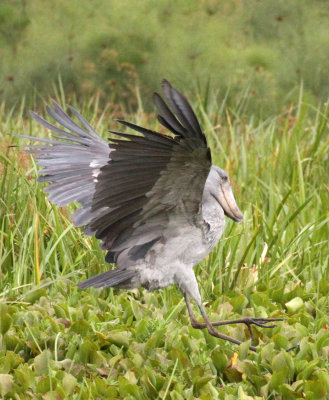 BIRD - STORK - SHOEBILL STORK - MURCHISON FALLS NP UGANDA (17) - Copy.JPG