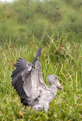 BIRD - STORK - SHOEBILL STORK - MURCHISON FALLS NP UGANDA (19) - Copy.JPG