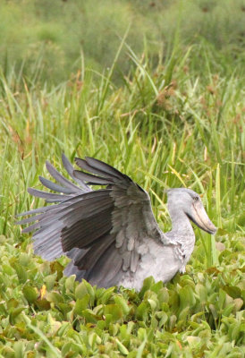BIRD - STORK - SHOEBILL STORK - MURCHISON FALLS NP UGANDA (20) - Copy.JPG