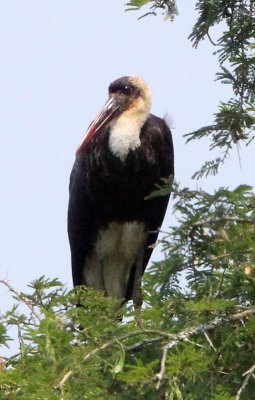 BIRD - STORK - WOOLLY-NECKED STORK - QUEEN ELIZABETH NATIONAL PARK UGANDA (3) - Copy.JPG