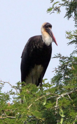 BIRD - STORK - WOOLLY-NECKED STORK - QUEEN ELIZABETH NATIONAL PARK UGANDA (4) - Copy.JPG