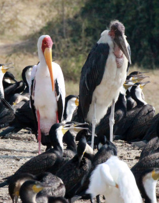 BIRD - STORK - YELLOW-BILLED STORK - QUEEN ELIZABETH NATIONAL PARK UGANDA (3) - Copy.JPG