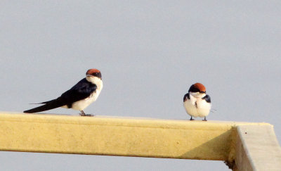 BIRD - SWALLOW - WIRE-TAILED SWALLOW - MURCHISON FALLS NATIONAL PARK UGANDA (2) - Copy.JPG