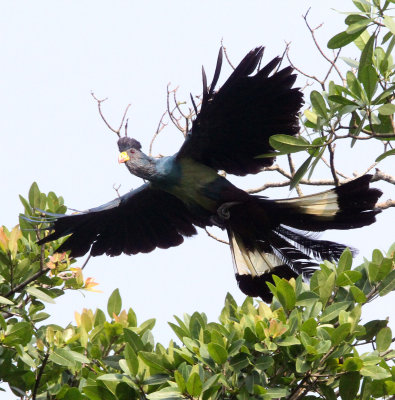 BIRD - TURACO - GREAT BLUE TURACO - KIBALE NATIONAL PARK UGANDA BIGODI SWAMP (3) - Copy.JPG