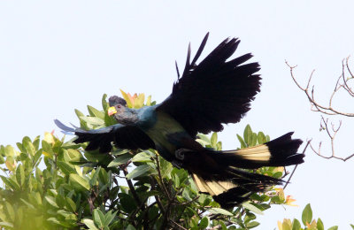 BIRD - TURACO - GREAT BLUE TURACO - KIBALE NATIONAL PARK UGANDA BIGODI SWAMP (4) - Copy.JPG