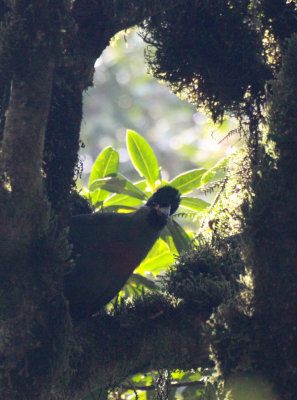 BIRD - TURACO - RWENZORI TURACO - RWENZORI NATIONAL PARK UGANDA (2) - Copy.JPG