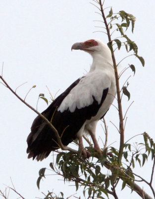 BIRD - VULTURE - PALM NUT VULTURE - MURCHISON FALLS NATIONAL PARK UGANDA (4).JPG