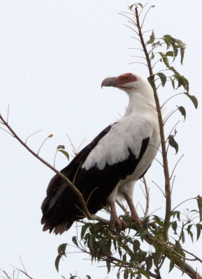 BIRD - VULTURE - PALM NUT VULTURE - MURCHISON FALLS NATIONAL PARK UGANDA (6).JPG