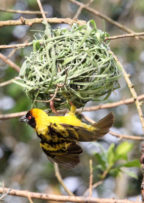 BIRD - WEAVER - HEUGLIN'S MASKED WEAVER - BIGODI SWAMP UGANDA (3).JPG