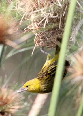 BIRD - WEAVER - HOLUB'S GOLDEN WEAVER - QUEEN ELIZABETH NP UGANDA (3).JPG