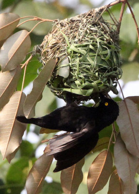 BIRD - WEAVER - VIELLOT'S BLACK WEAVER - BIGODI SWAMP UGANDA (1).JPG