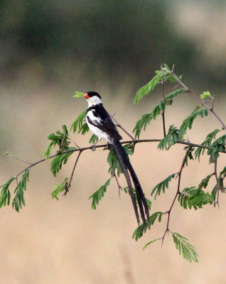 BIRD - WHYDAH - PIN-TAILED WHYDAH - QUEEN ELIZABETH NP UGANDA (3).JPG