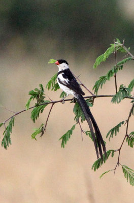 BIRD - WHYDAH - PIN-TAILED WHYDAH - QUEEN ELIZABETH NP UGANDA (4).JPG